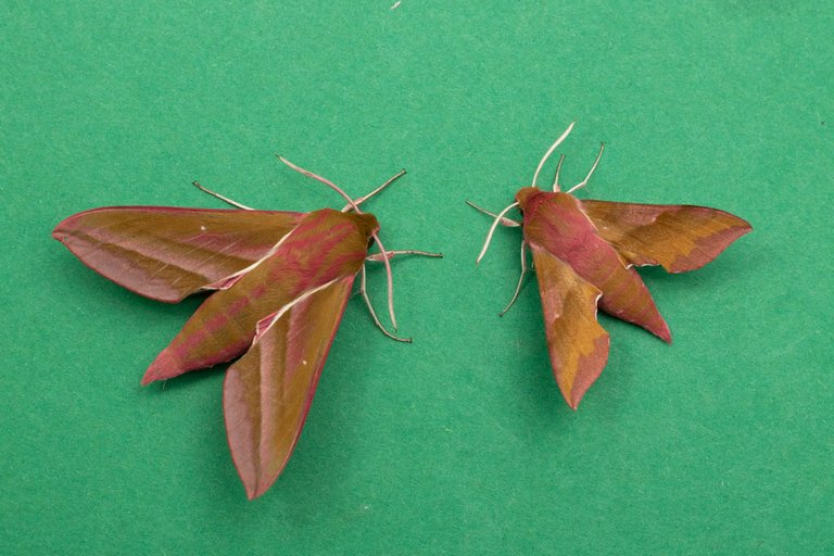 holiday moth blog-11.jpg