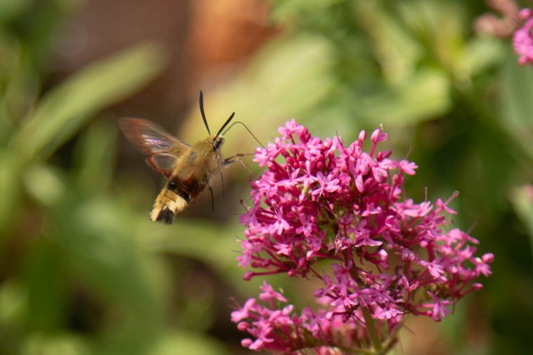 moth trap 8-jun-24-2.jpg