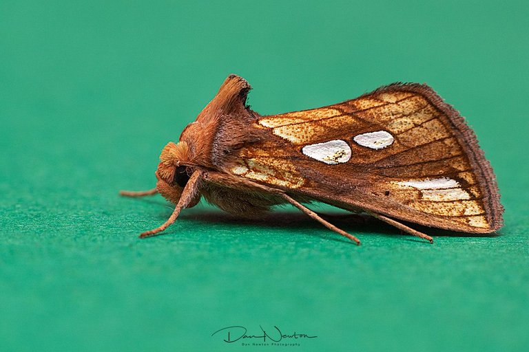 Gold Spot-0024PP.jpg