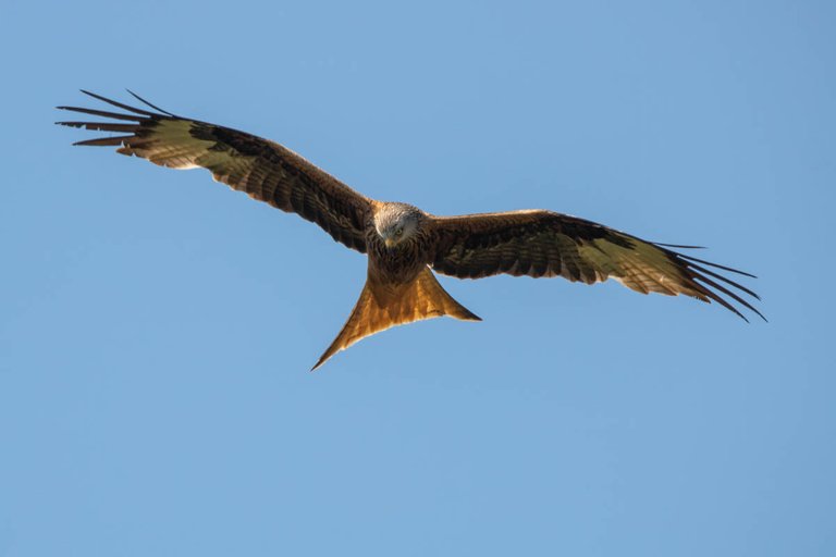 Day 5 red kite-29.jpg