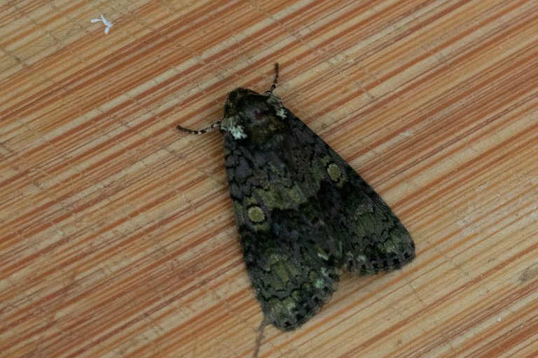 moth 8-7-22-11.jpg