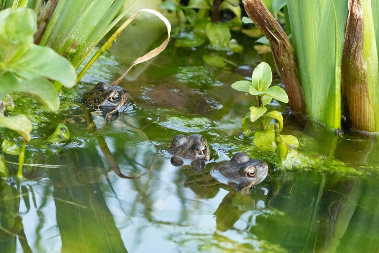 pond dipping (2 of 19).jpg