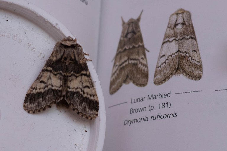 moth trap 30-04-22 (4 of 4).jpg