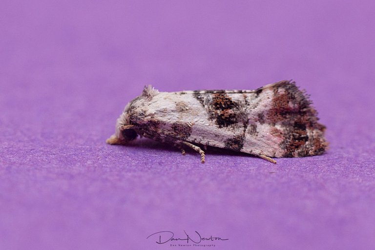 Cochylis hybridella-0053PP.jpg