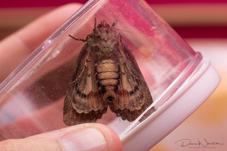 Copper Underwing-0073PP.jpg
