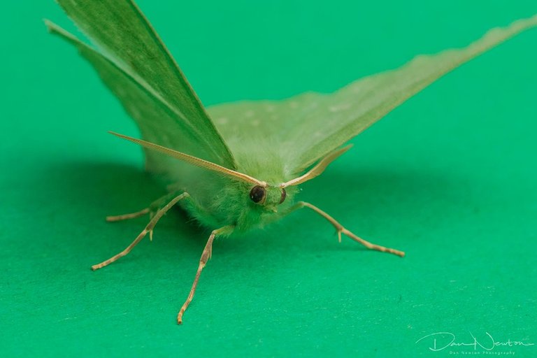 Large Emerald-2small.jpg