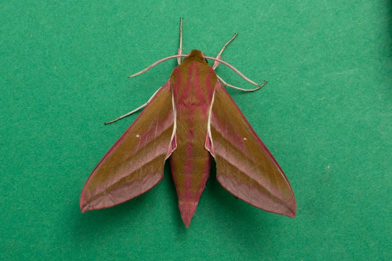 holiday moth blog-9.jpg