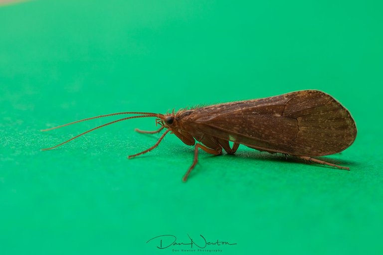 Phryganea grandis-0084PP.jpg