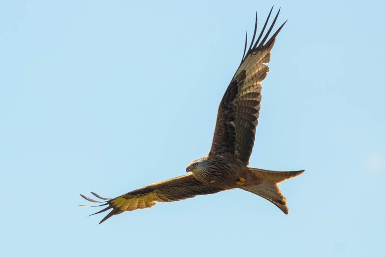 Day 5 red kite-12.jpg