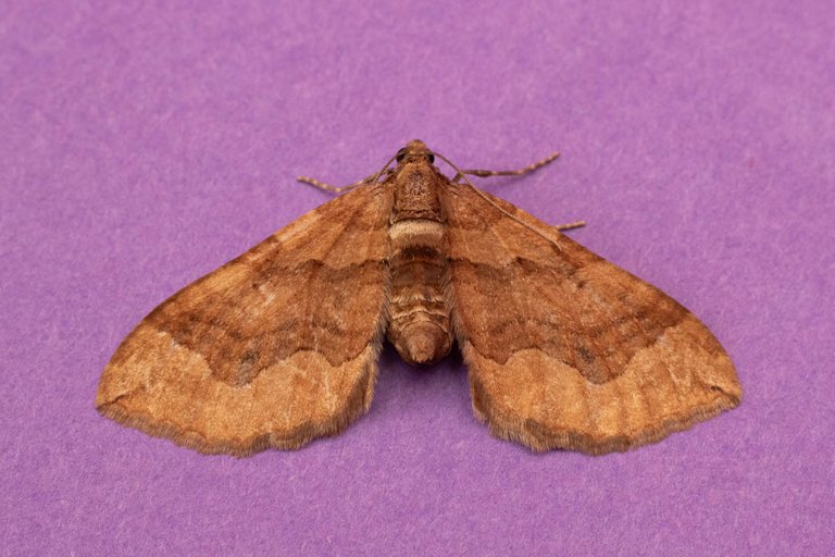 moths 24th June-2.jpg