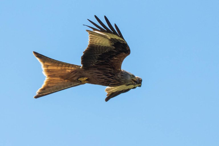 Day 5 red kite-15.jpg