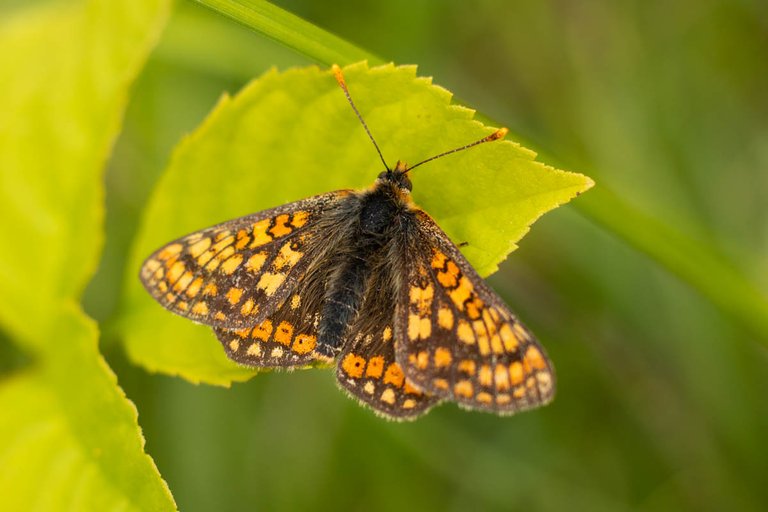 moth trap 8-jun-24-5.jpg