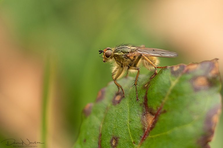 Yellow Dung Fly-0055PP.jpg