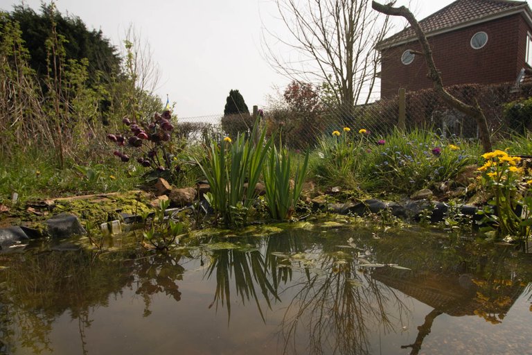 pond dipping (1 of 1).jpg