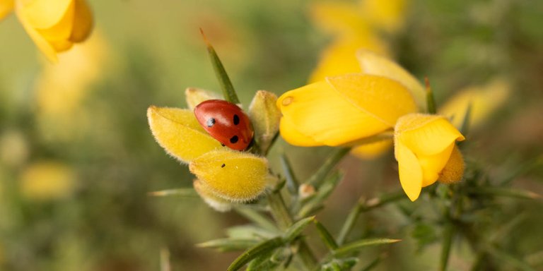 RSPBSherwood apil 2023-11.jpg