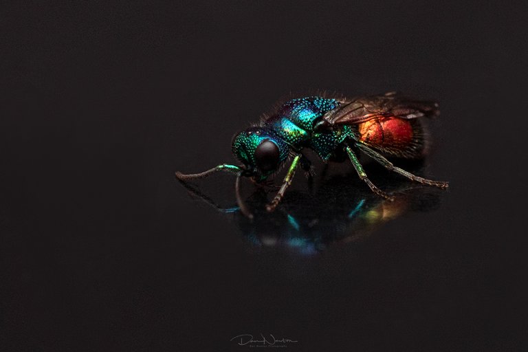 Jewel Wasp  Pseudomalus auratus0010PP.jpg