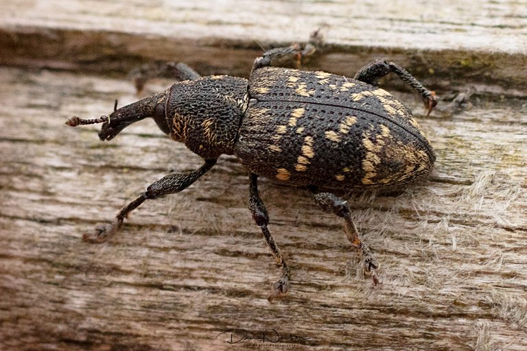 Pine Weevil0171PP.jpg