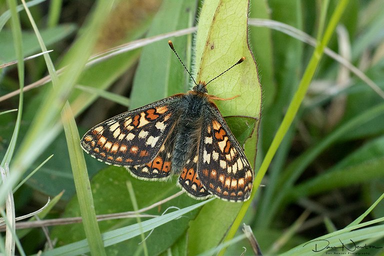 Marsh Fritilary0048PP.jpg