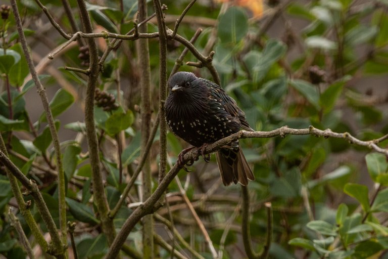 Garden Birds dry day9076.jpg