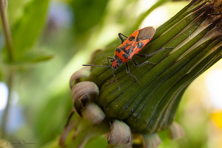 Corizus hyoscyami0674PP.jpg