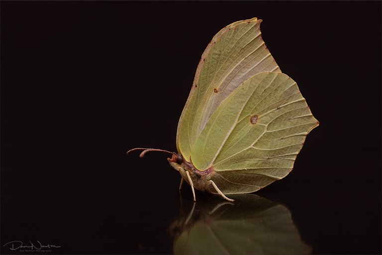 Brimstone Butterfly0050PP.jpg