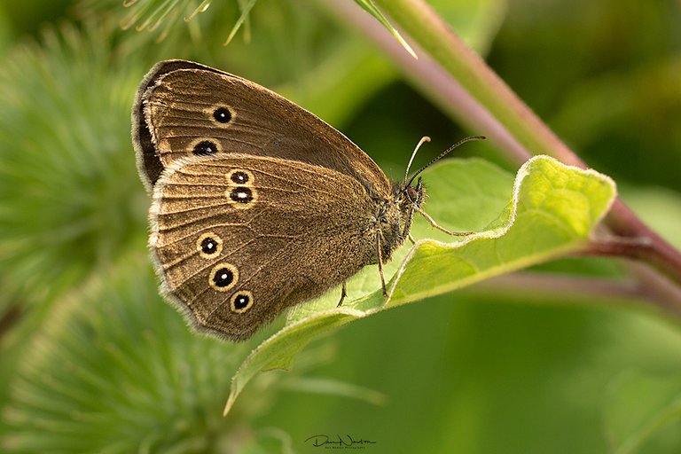 Speckled Wood0030PP.jpg