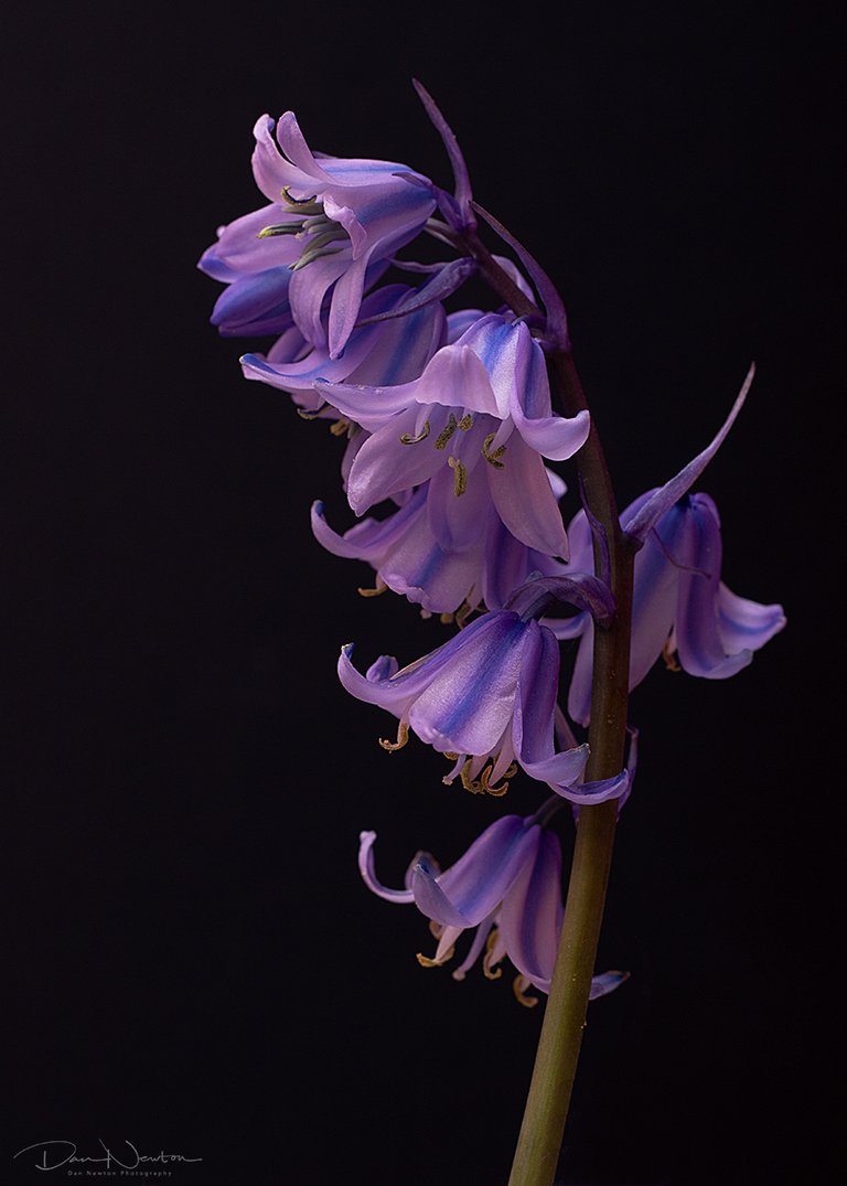 Spanish Bluebell0076PP.jpg