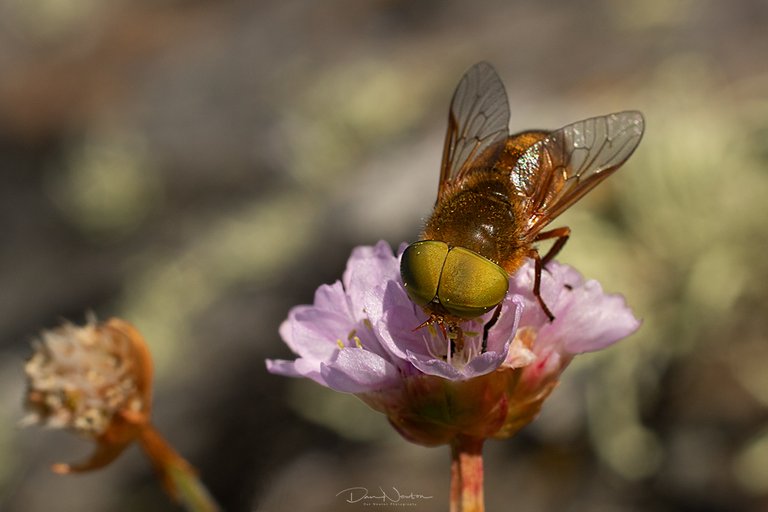 Golden Horsefly0135PP.jpg