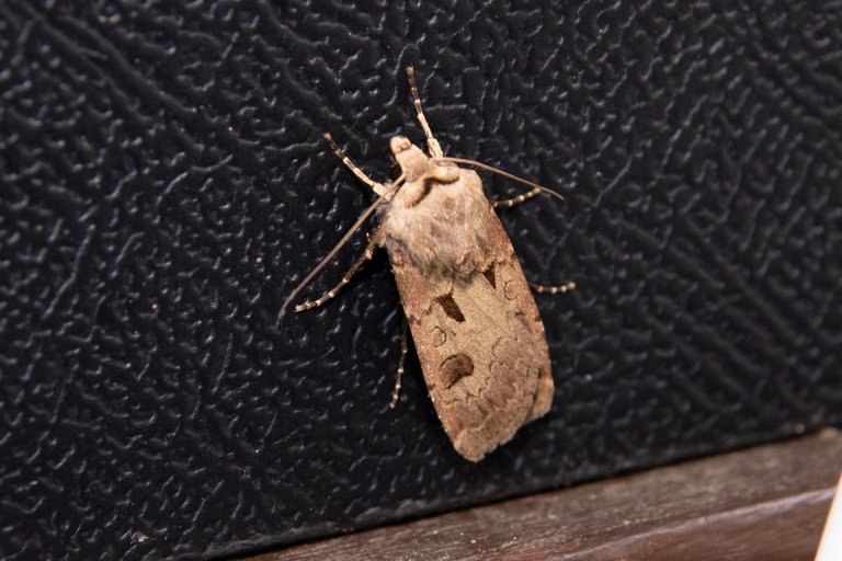 Moth Trap article  30jun208888.jpg