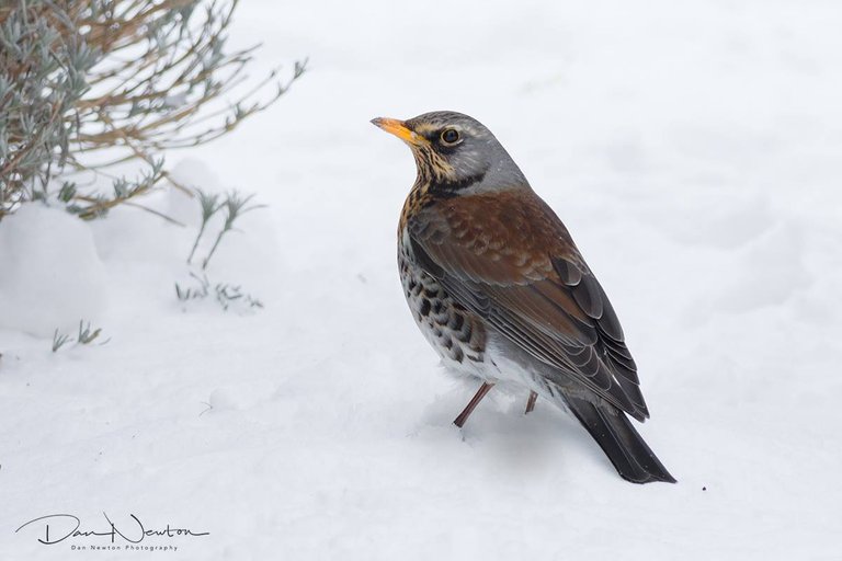 Fieldfare march 2018.jpg