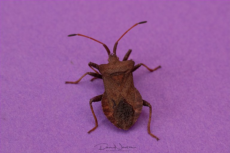 Dock Bug0046PP.jpg