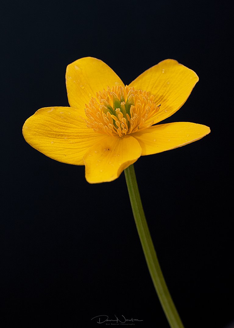 Marsh Marigold0002PP.jpg