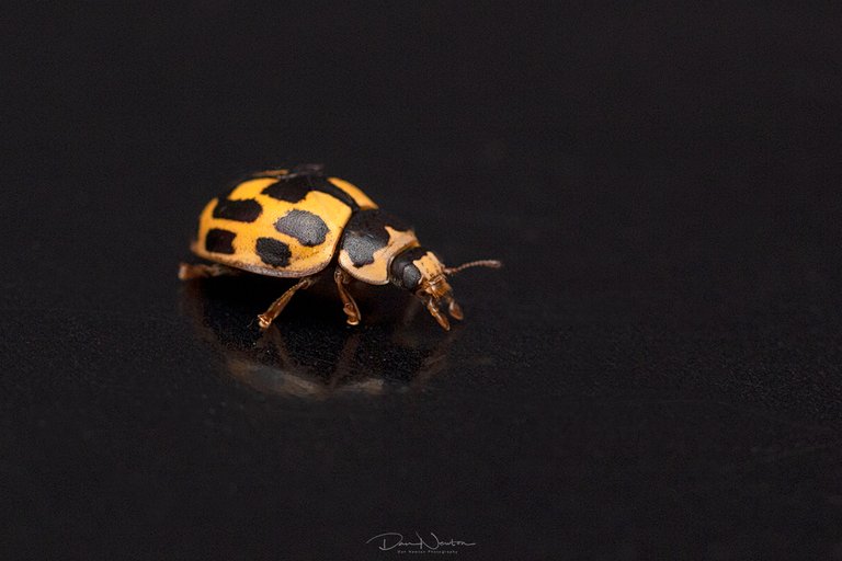 14 Spot Ladybird0001PP.jpg