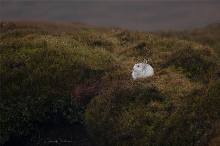 Bleaklow  Feb 20190072PP.jpg