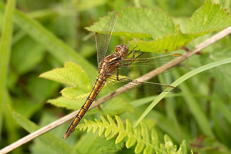 Keeled Skimmer0102PP.jpg