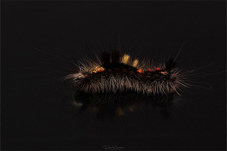 Vaporer Moth cat0016PP.jpg