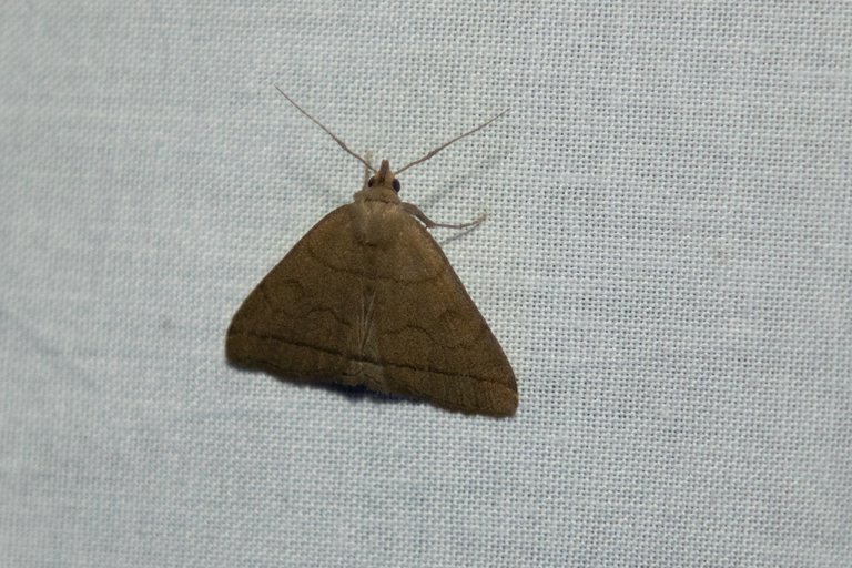 Moth Trap article  30jun208874.jpg