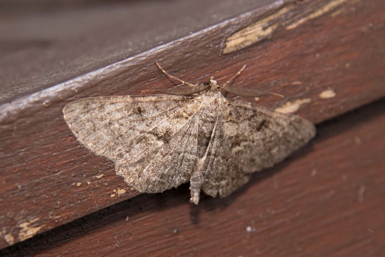 Moth Trap article  30jun208890.jpg