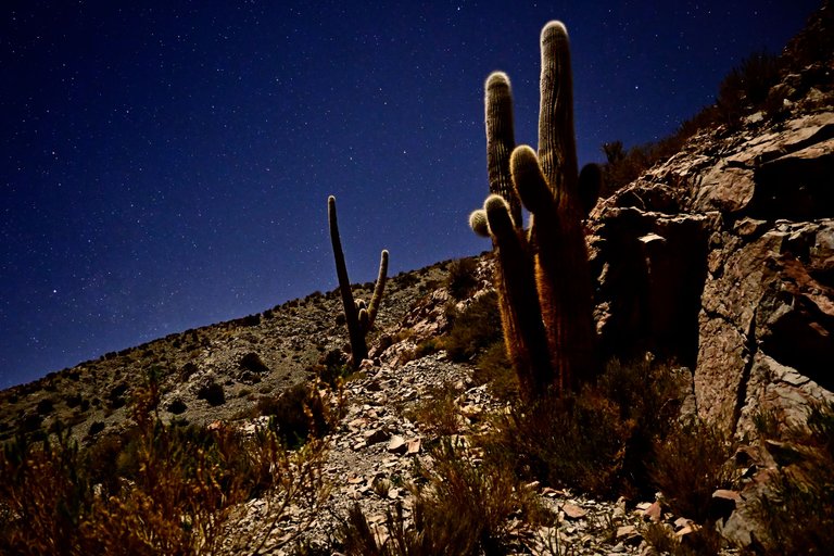 Cardon Cacti moonlight.jpg