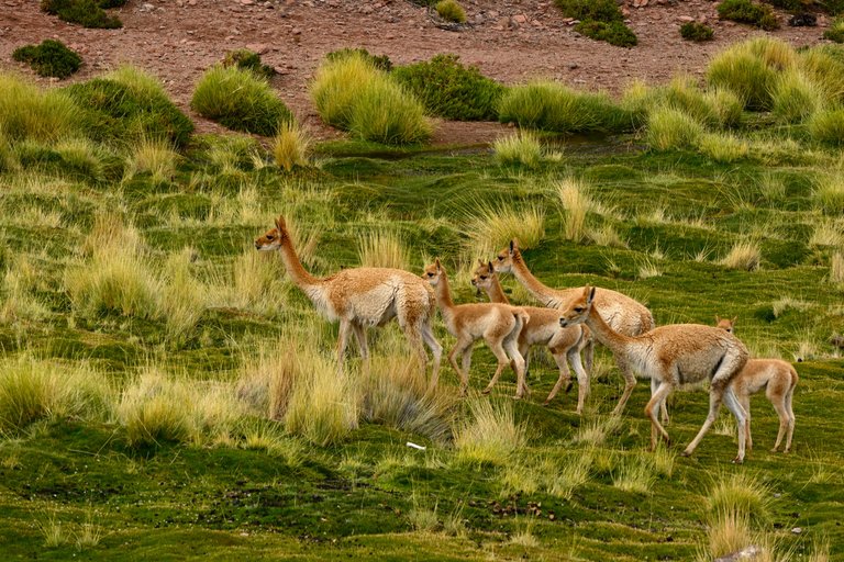 Vicuna family 1.JPG