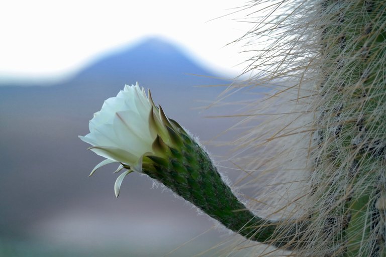 flower of the cactus.jpg