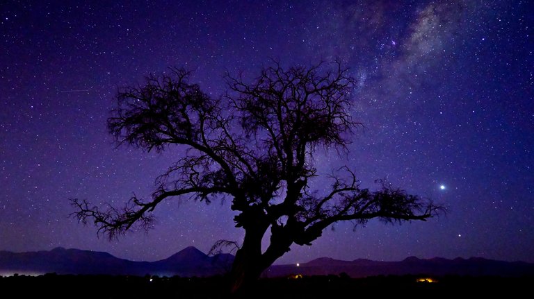 milkyway tree 1.jpg