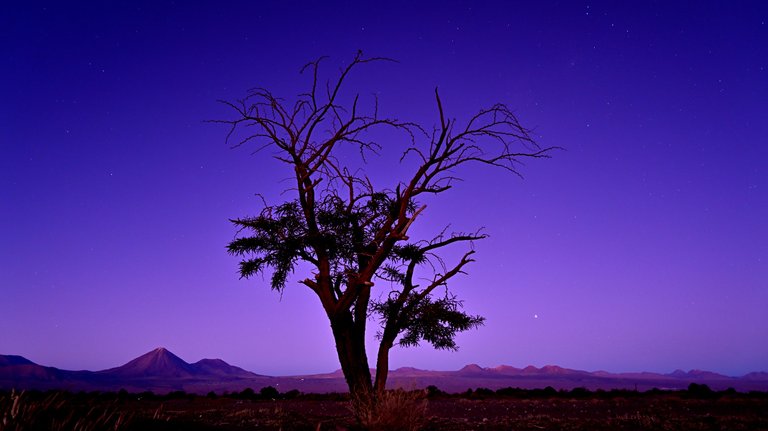 tree blue hour.jpg