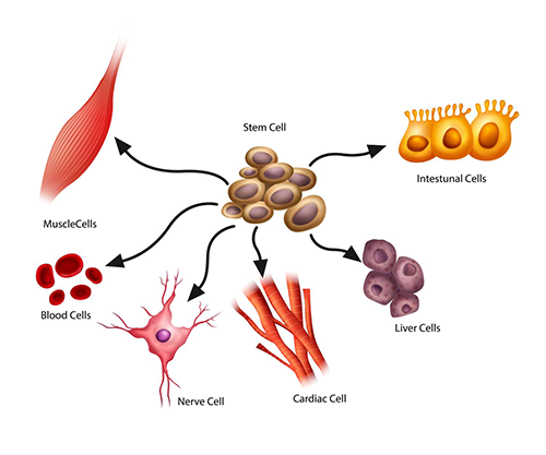 Stem cell boost! Try this