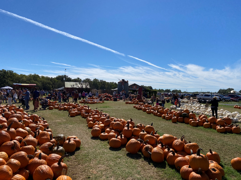 Pumpkins everywhere.PNG