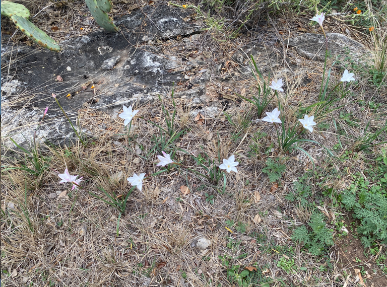 Rain lilies.PNG