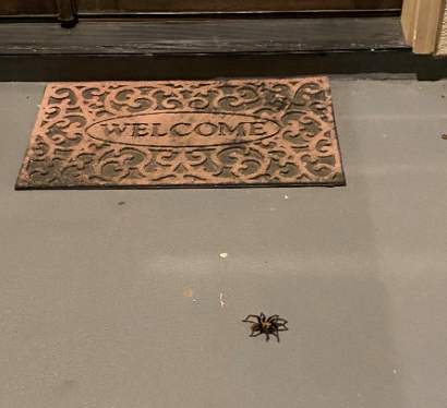 Spider at front door.PNG