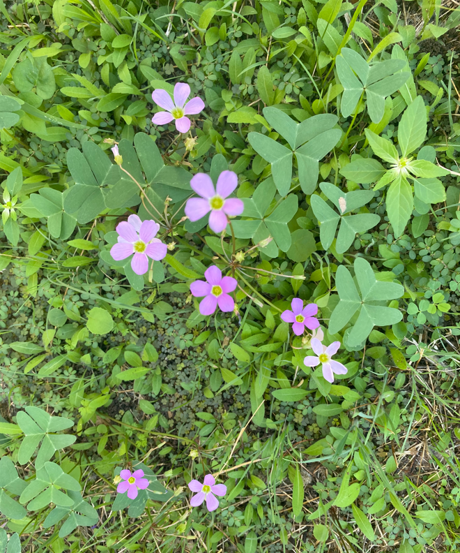 Pink Clover.PNG