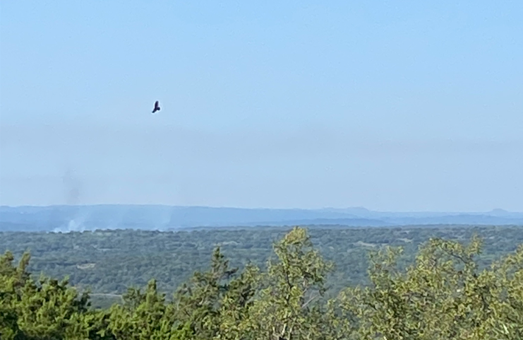 Bird and Smoke 2.PNG