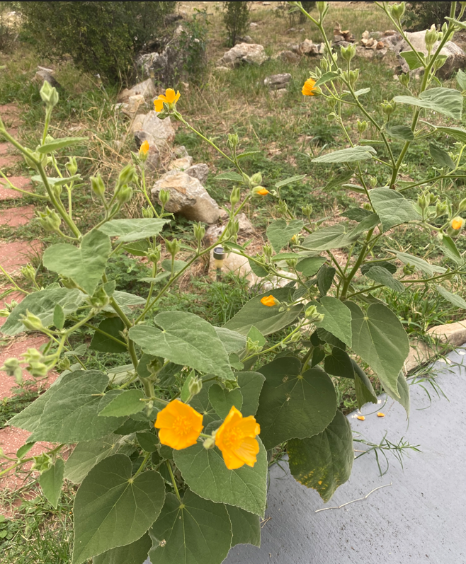 velvet leaf mallow.PNG